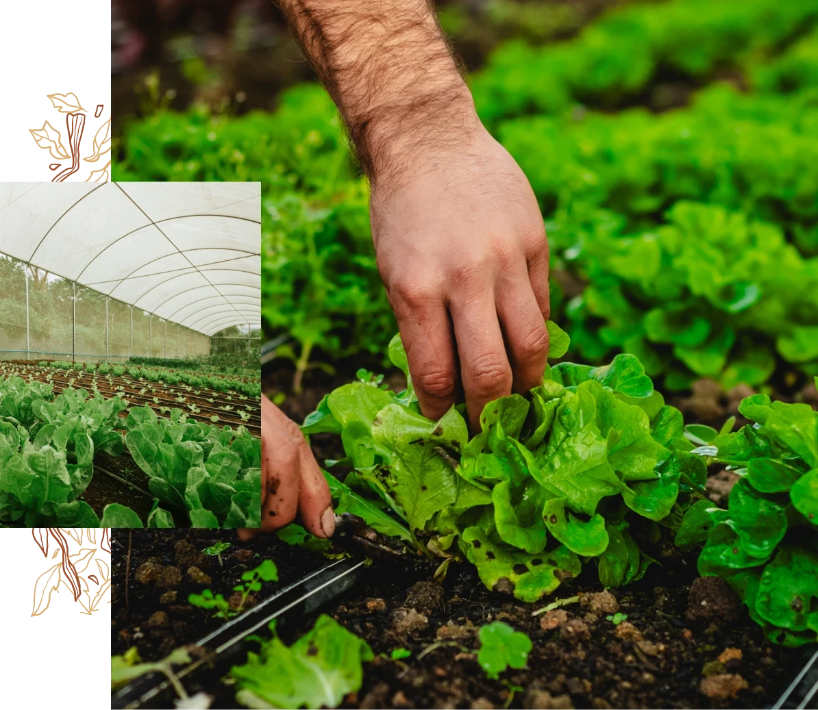 Produção OrgânicaHorta e Pomar