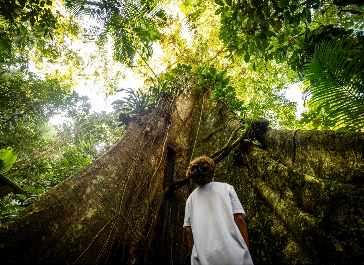 MAIS INFORMAÇÕESTrilha suspensa e acessível para uma imersão na floresta