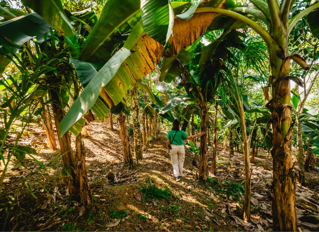 MAIS INFORMAÇÕESA produção orgânica é a base de uma culinária saudável e sustentável